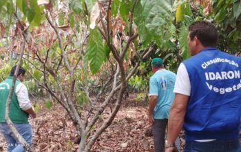 Ações desenvolvidas garantem sanidade dos frutos e amêndoas