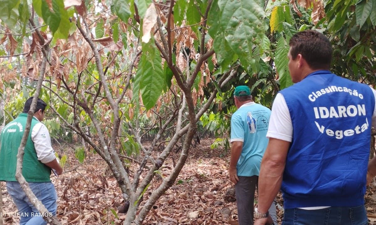 Ações desenvolvidas garantem sanidade dos frutos e amêndoas