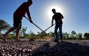 Exportações de café de Rondônia batem recorde e consolidam o estado no mercado internacional